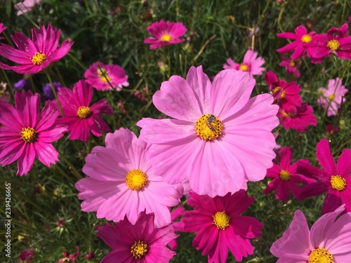 Honey bee Cosmos flowers blooming in the garden