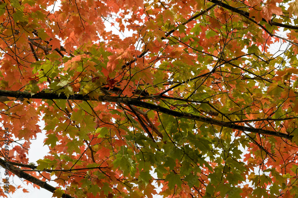 Maple tree branch with turning leaves in autumn