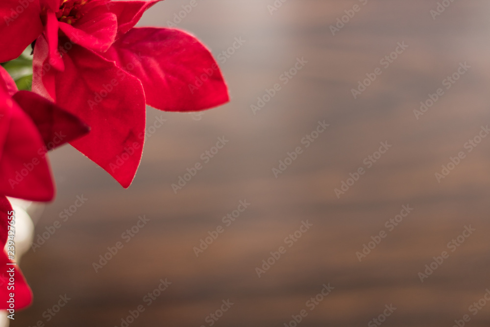 Flor nochebuena sobre mesa de madera para decorar en la navidad Stock Photo  | Adobe Stock