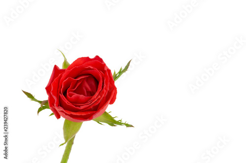 red rose isolated on white background  selective focus
