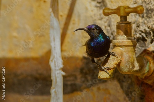 Palestine Sunbird / Cinnyris osea photo