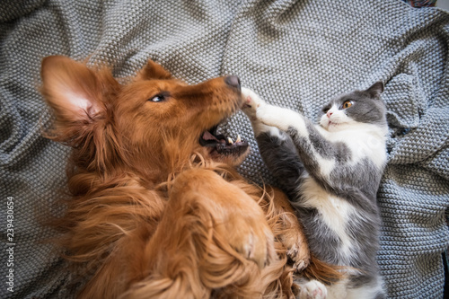 The Golden Hound and the ki...