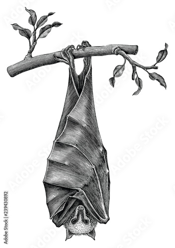 Antique of Bat hand draw vintage engraving style isolated on white background