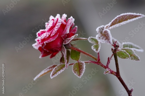 霜が付着した花 photo