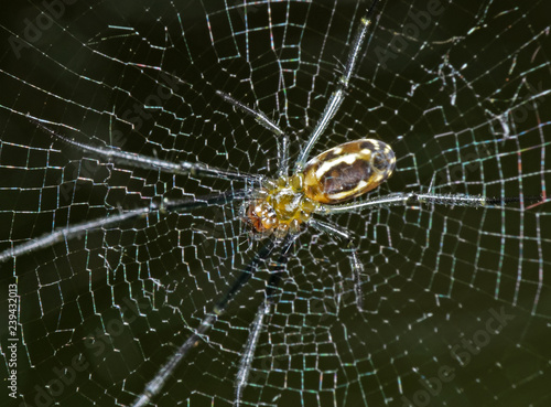 Macro Photo of Spiders are on the Web Isolated on Nature Background