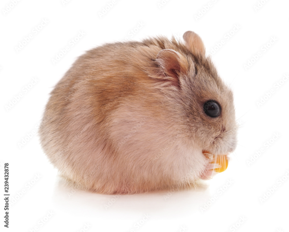 Hamster that eats. Hamster that eats.