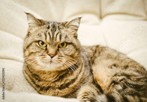 Cute cat in armchair at home. Cat lying gray chair bag. Close-up.