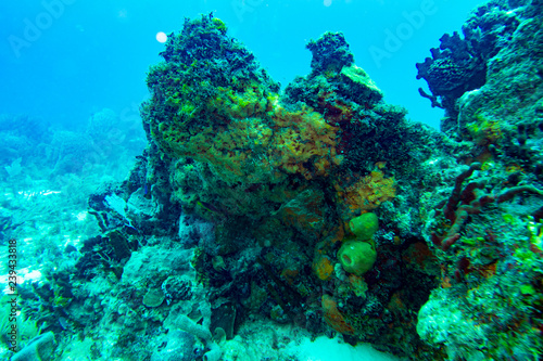 Fototapeta Naklejka Na Ścianę i Meble -  the underwater world of the Caribbean