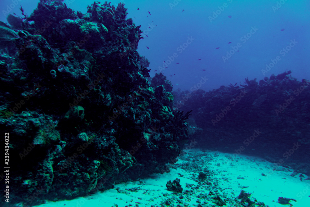 Naklejka premium the underwater world of the Caribbean