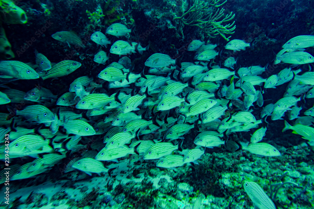 Fototapeta premium the underwater world of the Caribbean