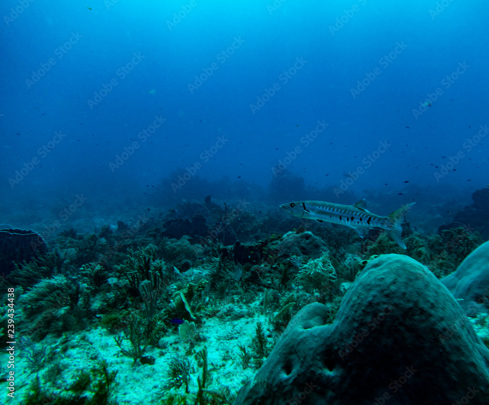 the underwater world of the Caribbean the underwater world of the Caribbean