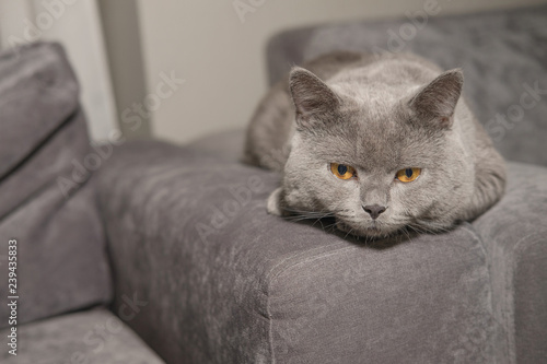 British cat on sofa
