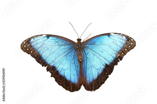 Blue morpho butterfly isolated on white background