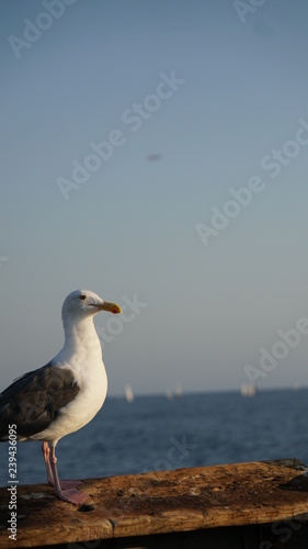 seagull on the pier watching the sunset