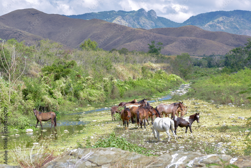 Obraz premium Wild Horses