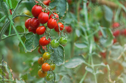 Ripe red tomatoes and colorful variety, hanging on the vine of a tomato tree in the garden.