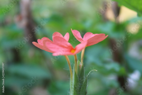 red flower in the garden