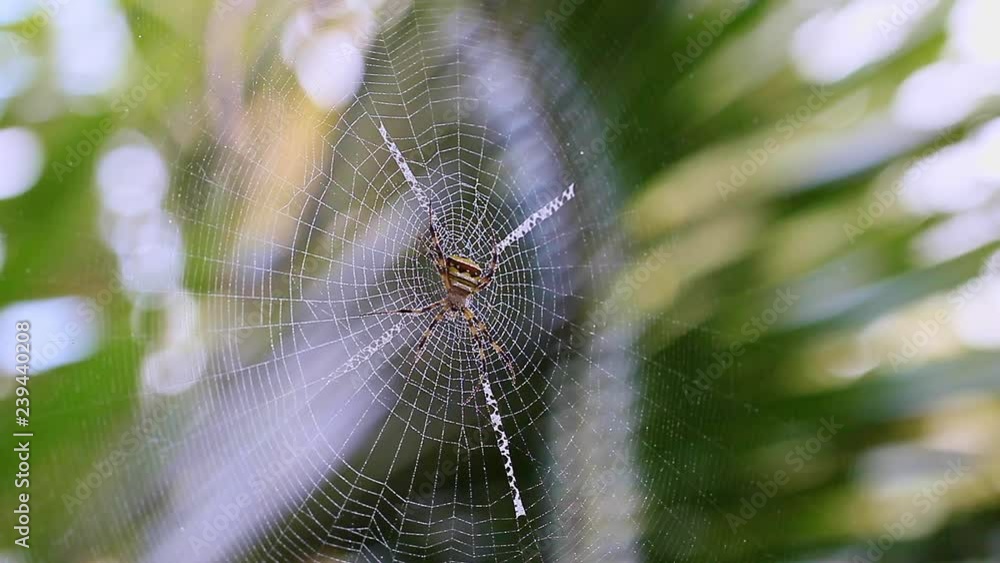 The wind blows Orb weaver spiders live on the cobweb and bokeh background. The wind blows Orb weaver spiders live on the cobweb and bokeh background.
