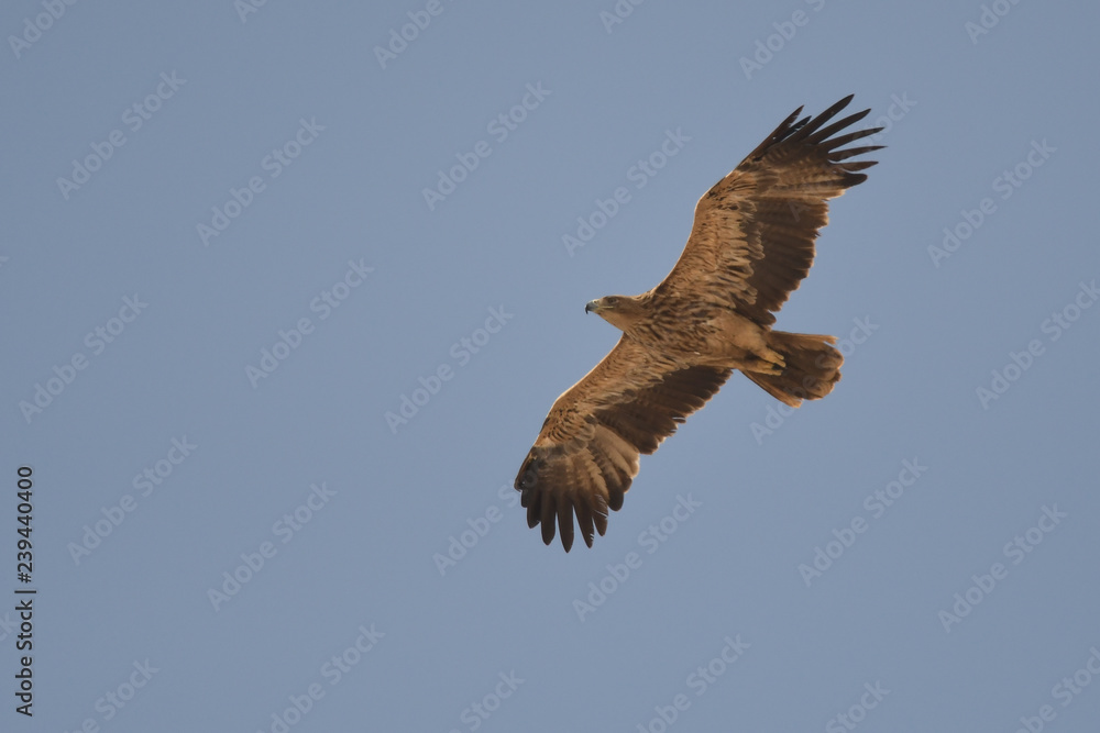 Obraz premium Eastern Imperial Eagle / Aquila heliaca