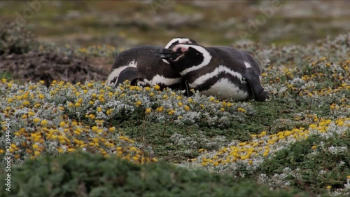 Magellanic Penguin couple showing love and affection around flowers in Pinguinera Seno Otway in Chile photo