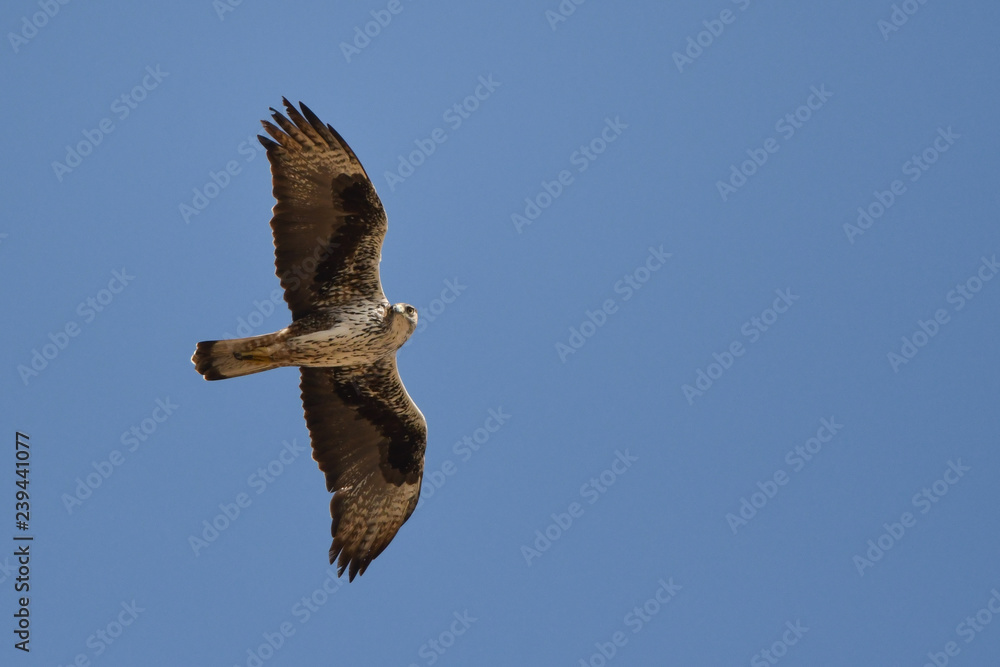 Obraz premium The bird flies against the sky. Bonelli's Eagle / Aquila fasciata