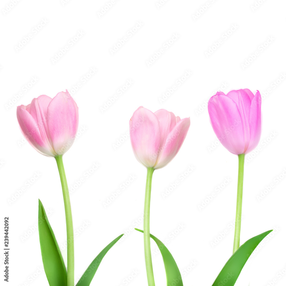 Tulips flower isolated on white background. Row of Beautiful spring flowers Tulips flower isolated on white background. Row of Beautiful spring flowers