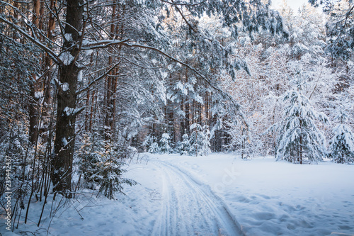 Wallpaper Mural Beautiful winter scenery with forest full of trees covered snow Torontodigital.ca