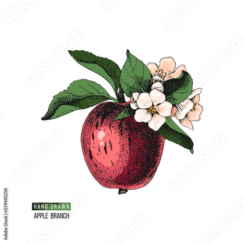 Flowering apple branch
