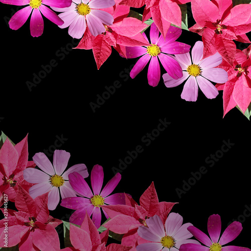 Beautiful floral background of the poinsettia and kosmeya 