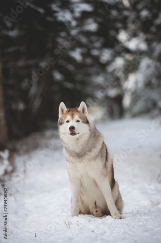 Portrait of beautiful siberian husky dog sitting on the snow path in the fairy forest in winter on fir-trees background