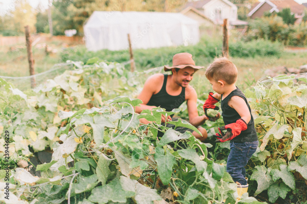 A man and a boy working together in the garden on a farm. 