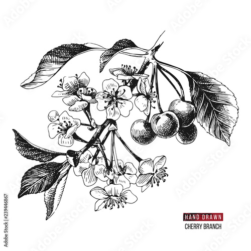 Hand drawn cherry branch