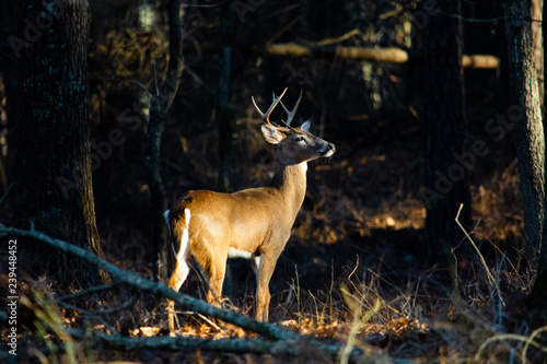 whitetail deer, a buck looking over the forest for does in heat.