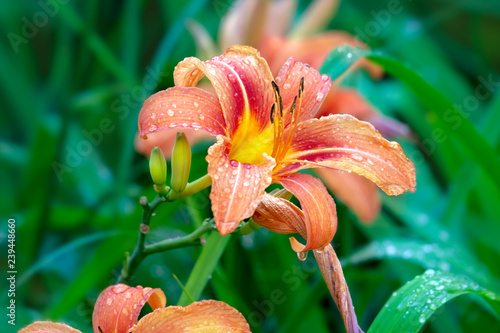 Fototapeta Naklejka Na Ścianę i Meble -  Orange lily flower with rain drops