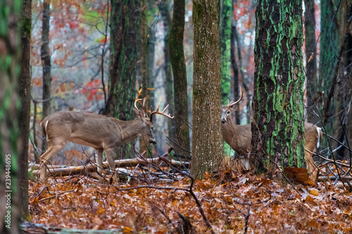 two big bucks ready for a fight to attract does for mating.