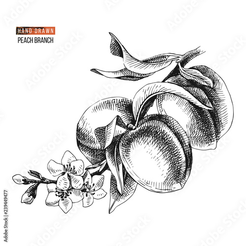 Hand drawn peach branch