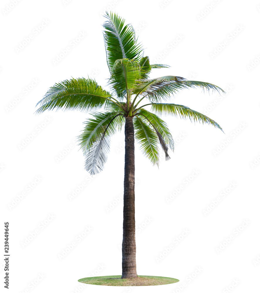 Obraz premium Coconut tree or palm tree Isolated on white background.