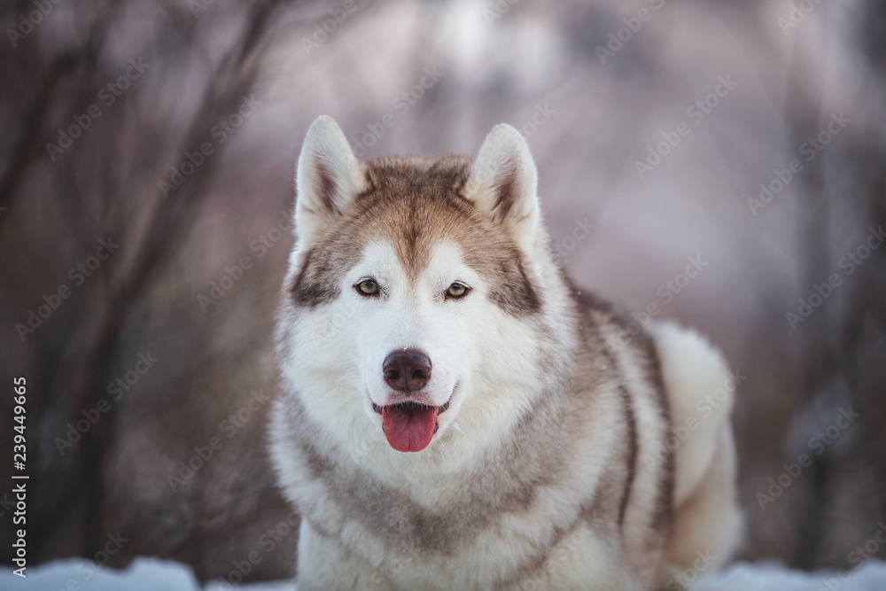 Close-up portrait of free Siberian Husky dog lying is on the snow in winter forest at sunset on mountain background Close-up portrait of free Siberian Husky dog lying is on the snow in winter forest at sunset on mountain background