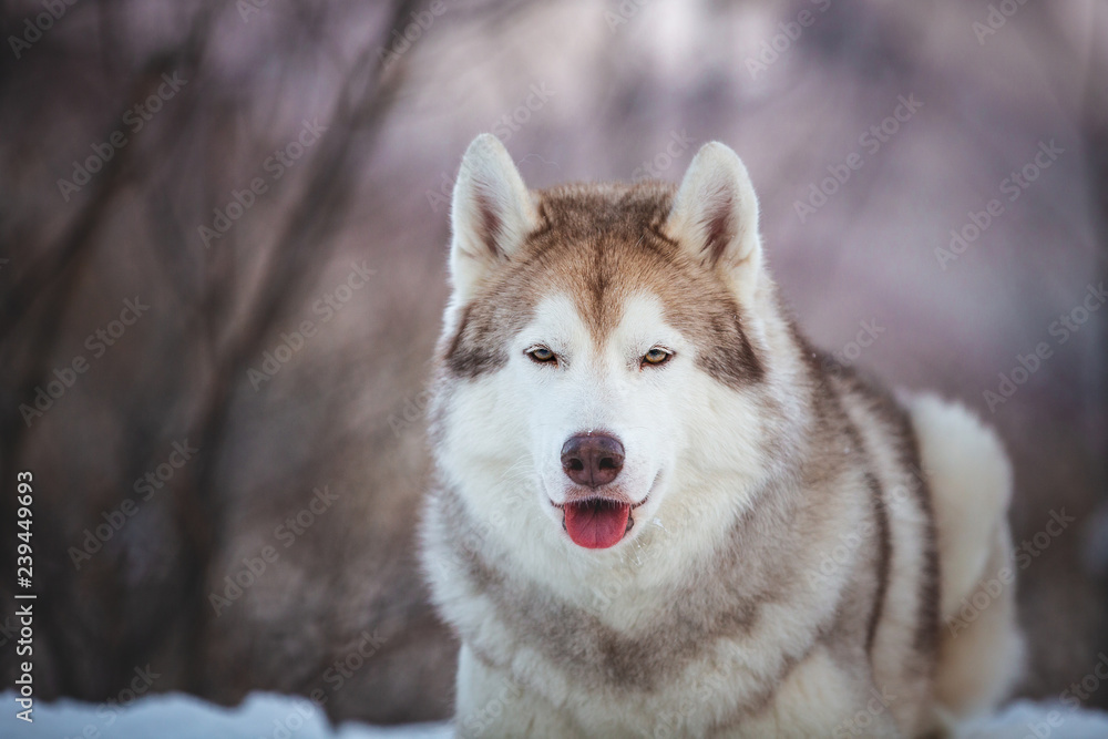 Close-up portrait of free Siberian Husky dog lying is on the snow in winter forest at sunset on mountain background Close-up portrait of free Siberian Husky dog lying is on the snow in winter forest at sunset on mountain background