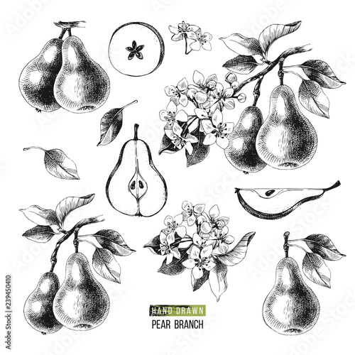 Hand drawn set of pears