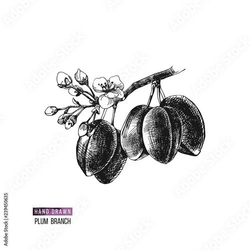 Hand drawn plum branch