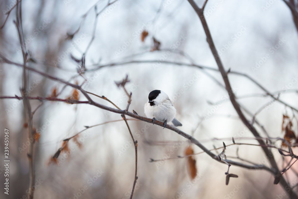 Image of adorable marsh tit bird sitting on the branch in the winter forest Image of adorable marsh tit bird sitting on the branch in the winter forest