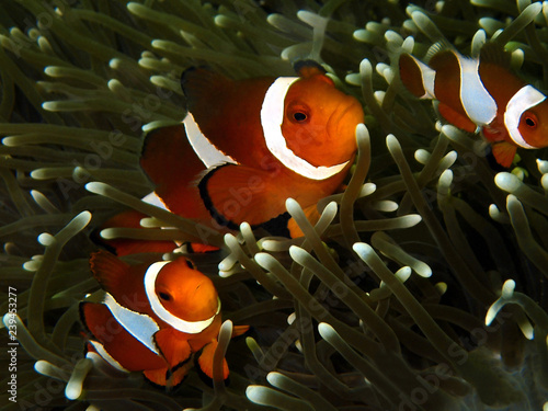The beauty of underwater world in Sabah, Borneo.