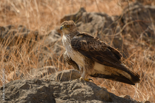 The bird is standing on a stone. Bonelli s Eagle   Aquila fasciata