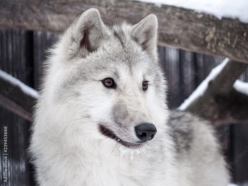 Portrait of a polar wolf. A Zoo In Siberia.