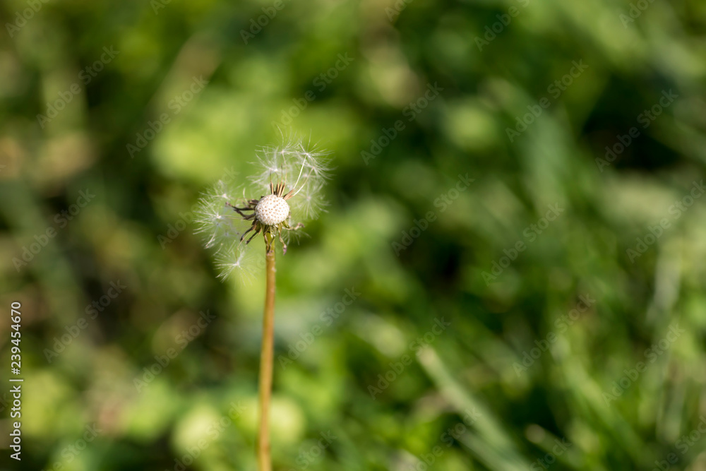 Dandelion