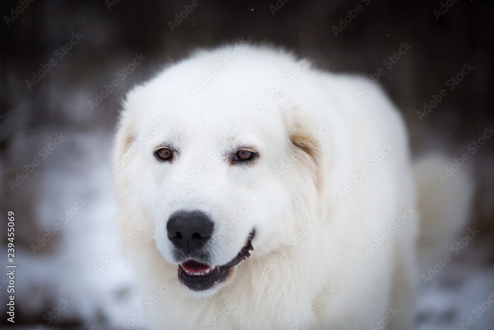 Profile Portrait of beautiful maremmano abruzzese sheepdog. Close-up of big white fluffy dog is on the snow in winter