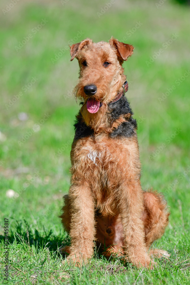 Airedale Terrier dog - puppy 11 month old. Airedale Terrier dog - puppy 11 month old.