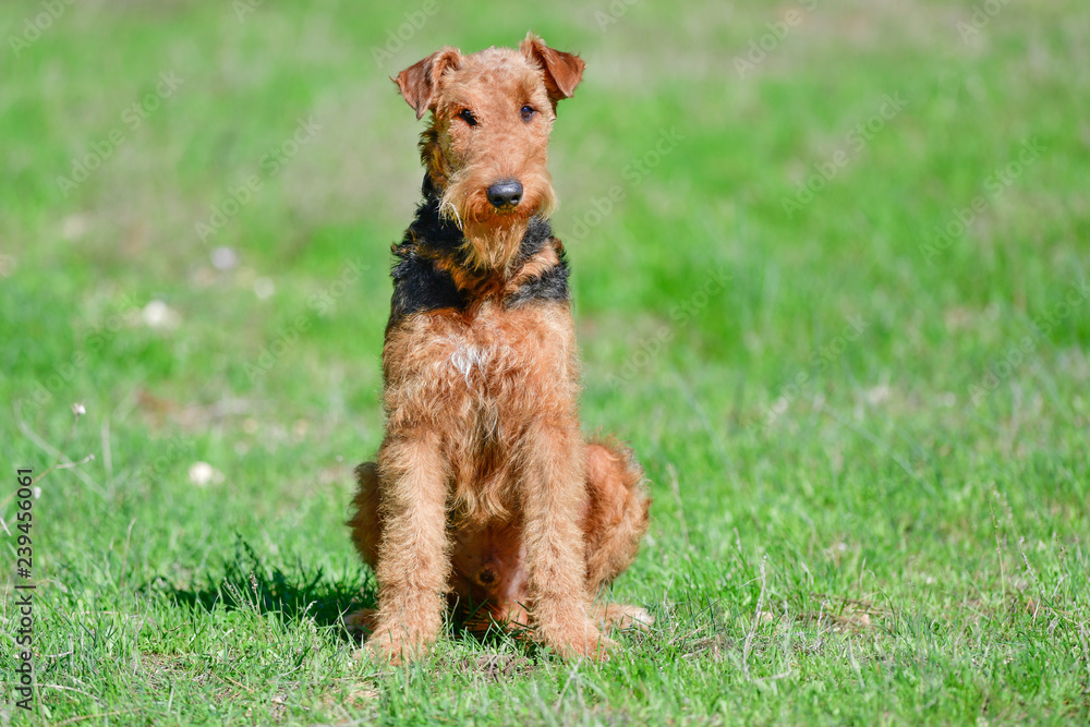 Airedale Terrier dog - puppy 11 month old. Airedale Terrier dog - puppy 11 month old.