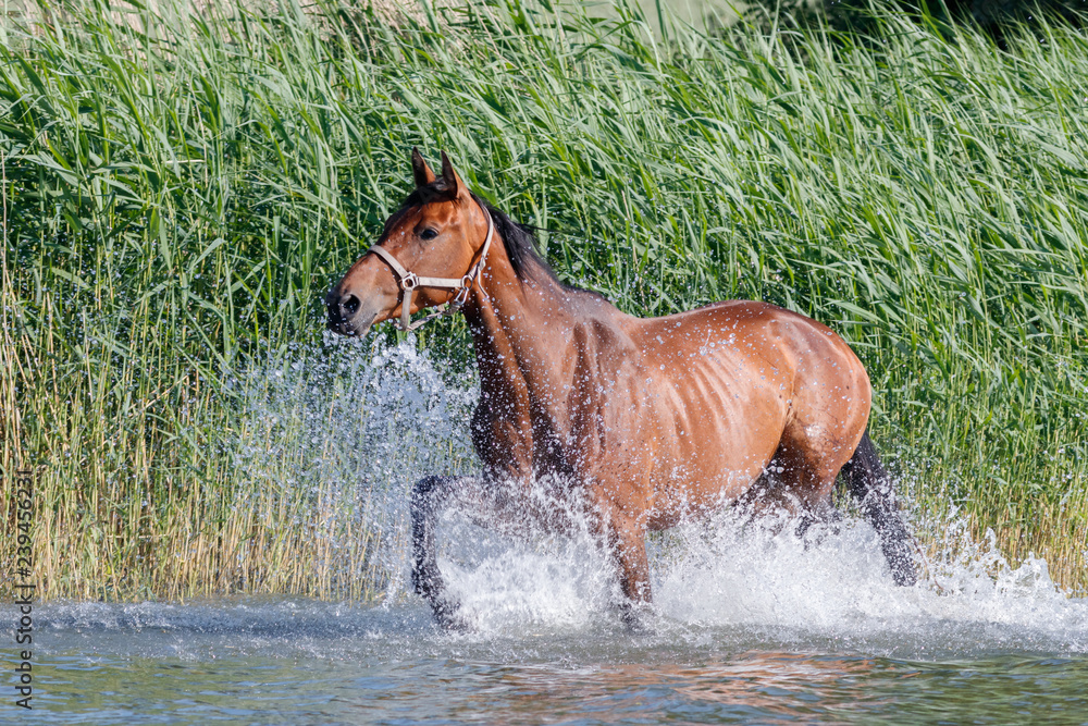 Obraz premium Konie na Müritz